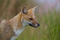 adult black_nose black_tail_tip color day eyes_open facing_side grass gray_fur image lycalopex mouth_closed orange_eyes pampas_fox partial_body photo portrait red_fur single standing staring summer_coat sunny wild // 800x533 // 120KB