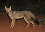 adult black_nose black_tail_tip color eyes_open facing_towards full_body gray_fur hoary_fox image lycalopex mouth_closed night orange_eyes outdoors photo single standing tan_fur wild // 2000x1439 // 634KB