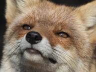 adult black_nose color day eyes_open image mouth_closed orange_eyes partial_body photo portrait red_fox red_fur single vulpes white_fur white_tail_tip wild // 3397x2548 // 1014KB