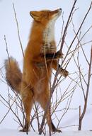 adult black_nose day eyes_open facing_towards full_body image mouth_closed muzzle_mark orange_eyes outdoors red_fox red_fur standing_biped summer_coat vulpes white_fur white_tail_tip wild zoo // 610x900 // 93KB