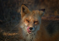 adult black_nose color eyes_open facing_towards grass image licking mlem mouth_open muzzle_mark orange_eyes outdoors partial_body photo portrait red_fox red_fur single standing sunny teeth tongue twilight vulpes white_fur white_tail_tip wild winter_coat // 5253x3648 // 3.8MB