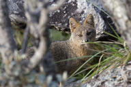 adult black_nose color day eyes_open facing_towards gray_fur hoary_fox image lycalopex mouth_closed orange_eyes outdoors partial_body photo single tan_fur wild // 1600x1067 // 402KB