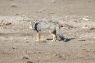 adult black_nose black_tail_tip color day desert eyes_open facing_side facing_towards full_body gray_fur image lycalopex mouth_closed orange_eyes pampas_fox photo red_fur single standing staring summer_coat sunny wild // 5563x3708 // 4.0MB