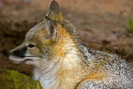 adult black_nose captivity color curled day eyes_open facing_side gray_fur image mouth_closed orange_eyes partial_body photo portrait single staring swift_fox tan_fur vulpes white_fur winter_coat zoo // 4672x3104 // 12MB