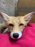 adult black_nose close_up color eyes_open facing_towards image indoors mouth_closed Nixie no_muzzle_mark on_side on_stomach orange_eyes partial_body pet photo portrait red_fox red_fur single staring summer_coat vulpes white_fur // 960x1280 // 149KB