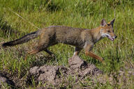 adult black_nose black_tail_tip color day eyes_open facing_side full_body grass image lycalopex mouth_open orange_eyes pampas_fox panting photo red_fur running single sunny tan_fur wild // 2048x1365 // 3.2MB