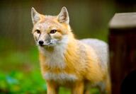 adult black_nose captivity color day eyes_open facing_towards grass gray_fur image mouth_closed orange_eyes partial_body photo single standing staring swift_fox tan_fur vulpes white_fur winter_coat zoo // 5913x4111 // 2.0MB