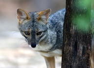 adult black_nose color day eyes_open facing_towards gray_fur image lycalopex mouth_closed orange_eyes outdoors partial_body photo sechuran_fox single standing sunny white_fur wild // 951x687 // 224KB