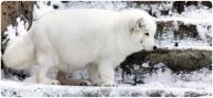 adult arctic_fox captivity day eyes_open fat image photo single vulpes // 1023x477 // 78KB