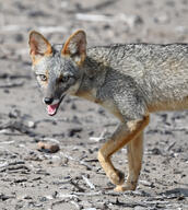 adult black_nose color day eyes_open facing_towards gray_fur image lycalopex mouth_closed orange_eyes outdoors partial_body pawpads photo sechuran_fox single standing sunny white_fur wild // 1345x1500 // 1.5MB