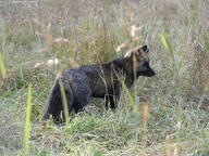 adult black_fur black_nose cross_fox day eyes_open facing_side full_body grass image mouth_closed no_muzzle_mark orange_eyes outdoors red_fox red_fur silver_fox single standing still sunny vulpes wild // 4000x3000 // 4.8MB