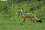 adult bengal_fox black_nose black_tail_tip color day eyes_open facing_towards grass image mouth_closed outdoors photo single standing summer_coat tan_fur vulpes wild // 4265x2843 // 6.8MB