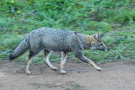 adult black_nose black_tail_tip color day eyes_open facing_side full_body grass gray_fur image lycalopex mouth_closed orange_eyes pampas_fox photo red_fur single standing summer_coat sunny walking wild // 3000x2000 // 2.1MB