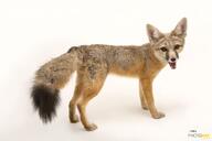 adult black_nose black_tail_tip captivity color eyes_open facing_towards full_body image kit_fox mouth_open orange_eyes panting photo single standing tan_fur teeth tongue vulpes // 5712x3801 // 1.1MB