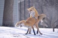 adult black_nose captivity color day eyes_open facing_side full_body image mating mouth_open multiple muzzle_mark orange_eyes outdoors photo red_fox red_fur snow standing sunny teeth tongue urban vulpes white_fur white_tail_tip winter_coat // 900x596 // 122KB