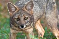 adult black_nose color day eyes_open facing_towards grass gray_fur hoary_fox image lycalopex mouth_closed orange_eyes outdoors partial_body photo single standing tan_fur wild // 850x567 // 344KB