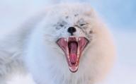 adult arctic_fox day eyes_closed image mouth_open photo single vulpes yawning // 2501x1563 // 153KB