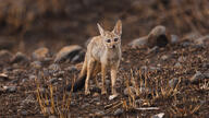 adult bengal_fox black_nose black_tail_tip color day desert eyes_open facing_towards image mouth_closed outdoors photo single standing summer_coat tan_fur vulpes wild // 5544x3119 // 3.6MB