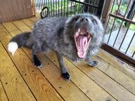 adult color day eyes_open facing_towards full_body grass gray_fur gray_nose image mouth_open pet photo red_fox screaming single standing summer_coat sunny teeth tongue urban vulpes white_tail_tip // 1536x1152 // 870KB