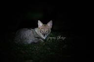 adult black_nose black_tail_tip color curled eyes_open facing_towards full_body grass gray_fur image laser_eyes lycalopex mouth_closed night orange_eyes pampas_fox photo red_fur single staring summer_coat wild // 5184x3456 // 9.5MB