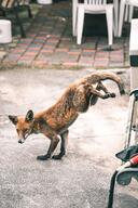 adult black_nose black_tail_tip cloudy color day eyes_open facing_towards full_body image large_muzzle_mark mouth_closed orange_eyes outdoors photo red_fox red_fur shedding single standing_biped urban vulpes wild // 801x1200 // 212KB