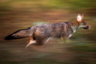 adult black_nose black_tail_tip day eyes_open facing_side full_body grass gray_fur lycalopex mouth_closed orange_eyes pampas_fox red_fur running single standing summer_coat sunny wild // 800x533 // 335KB