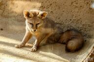 adult black_eyes black_nose blanford's_fox captivity color day eyes_open facing_towards full_body image mouth_closed photo single sitting sunny tan_fur vulpes winter_coat zoo // 2048x1365 // 613KB