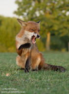 adult black_nose cloudy color day eyes_open facing_towards full_body grass grooming image mouth_open muzzle_mark outdoors photo red_fox red_fur single sitting summer_coat teeth urban vulpes wild // 750x1024 // 174KB