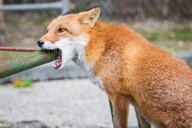 adult black_nose captivity cloudy day eating eyes_open facing_side facing_towards holding_something image mouth_open no_muzzle_mark orange_eyes partial_body red_fox red_fur single sitting summer_coat teeth vulpes white_fur zoo // 2048x1365 // 494KB