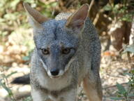 adult black_nose black_tail_tip color day eyes_open facing_towards full_body gray_fur image lycalopex mouth_closed orange_eyes outdoors photo sechuran_fox single standing sunny white_fur wild // 2048x1536 // 1.6MB