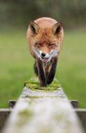 adult black_nose cloudy color day eyes_open facing_towards full_body image licking mouth_open orange_eyes outdoors photo red_fox red_fur single teeth tongue urban vulpes walking wild // 587x900 // 57KB