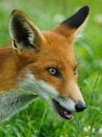 adult black_nose cloudy color day eyes_open facing_side grass image mouth_open muzzle_mark orange_eyes partial_body photo portrait red_fox red_fur single standing staring summer_coat vulpes white_fur wild // 1032x1379 // 679KB