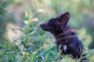 adult black_fur black_nose color day eyes_closed facing_side grass image mouth_closed partial_body photo red_fox single sitting still summer_coat sunny vulpes white_fur wild wink // 2600x1733 // 339KB