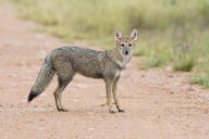 adult black_nose black_tail_tip color day eyes_open facing_towards full_body grass gray_fur image lycalopex mouth_closed orange_eyes pampas_fox photo red_fur single standing staring summer_coat sunny wild // 2048x1365 // 2.0MB