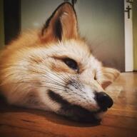 adult black_nose close_up color eyes_open facing_side facing_towards image indoors mouth_closed muzzle_mark on_side orange_eyes partial_body pet photo portrait red_fox red_fur single staring vulpes white_fur white_tail_tip winter_coat // 1080x1080 // 116KB