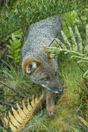 adult black_nose cloudy color darwin's_fox day eyes_open facing_side gray_fur image lycalopex mouth_closed orange_eyes outdoors partial_body photo single walking wild // 818x1229 // 916KB