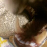 adult close_up eating facing_towards image macro mouth_open Nixie pet playing red_fox single teeth tongue vulpes // 720x720 // 62KB