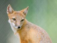 adult black_nose captivity color day eyes_open facing_towards gray_fur image mouth_closed orange_eyes partial_body photo portrait single sitting staring summer_coat swift_fox tan_fur vulpes white_fur zoo // 3017x2286 // 733KB