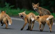 adult black_nose day eyes_open facing_away facing_towards forest full_body image mouth_closed mouth_open multiple muzzle_mark orange_eyes playing red_fox red_fur screaming standing tongue urban vulpes white_fur white_tail_tip wild young // 851x531 // 66KB