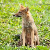 adult black_nose color day eyes_open facing_side full_body grass gray_fur hoary_fox image lycalopex mouth_closed orange_eyes outdoors photo single sitting tan_fur wild // 696x696 // 279KB