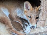 adult black_nose captivity close_up color eyes_open facing_towards green_eyes image Maeshiro mouth_closed no_muzzle_mark on_stomach partial_body photo portrait red_fox red_fur single vulpes white_fur // 2048x1542 // 626KB