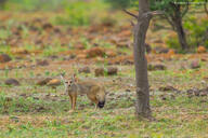 adult bengal_fox black_nose color day eyes_open facing_towards grass image mouth_closed outdoors photo single standing summer_coat tan_fur vulpes wild // 1600x1067 // 1.7MB