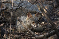 adult black_nose black_tail_tip color curled day eyes_open facing_towards forest full_body gray_fur image lycalopex mouth_closed on_stomach orange_eyes outdoors photo sechuran_fox single white_fur wild // 5496x3672 // 20MB