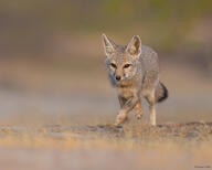 adult bengal_fox black_nose black_tail_tip color day desert eyes_open facing_towards image mouth_closed outdoors photo single standing summer_coat tan_fur vulpes wild // 2048x1638 // 290KB