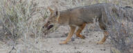 adult black_nose black_tail_tip day desert eyes_open facing_side full_body gray_fur lycalopex mouth_open orange_eyes pampas_fox panting red_fur single standing summer_coat sunny teeth tongue walking wild // 600x240 // 180KB