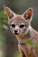 bengal_fox black_nose color day desert eyes_open facing_towards image mouth_closed outdoors photo single standing summer_coat tan_fur vulpes wild young // 1431x2144 // 1.6MB