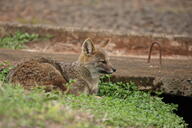 adult black_nose color day eyes_open facing_side full_body grass gray_fur hoary_fox image lycalopex mouth_closed on_stomach orange_eyes outdoors photo single tan_fur wild // 2048x1365 // 625KB