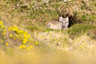 arctic_fox black_fur black_nose black_tail_tip color curled day eyes_open facing_towards full_body grass image mouth_closed orange_eyes photo single staring summer_coat sunny vulpes white_fur white_tail_tip wild young // 5136x3426 // 12MB