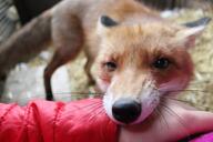 adult black_nose color day eyes_open facing_towards full_body funny image indoors mouth_open orange_eyes pet photo playing red_fox red_fur single standing vulpes // 1200x800 // 197KB