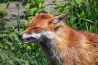 adult black_nose color day eyes_open facing_side grass image mouth_open orange_eyes outdoors partial_body photo red_fox red_fur single standing sunny teeth vulpes wild // 2000x1333 // 561KB